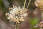 Common Leopardbane